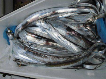 大進丸(愛知) 釣果