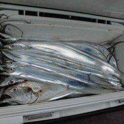 大進丸(愛知) 釣果