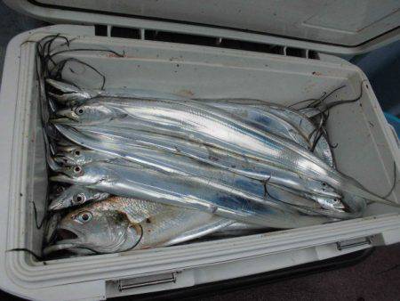 大進丸(愛知) 釣果