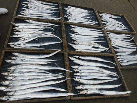 大進丸(愛知) 釣果