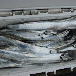 大進丸(愛知) 釣果