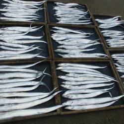 大進丸(愛知) 釣果