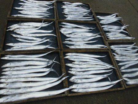 大進丸(愛知) 釣果