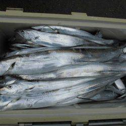 大進丸(愛知) 釣果