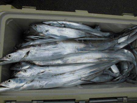 大進丸(愛知) 釣果