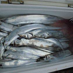 大進丸(愛知) 釣果