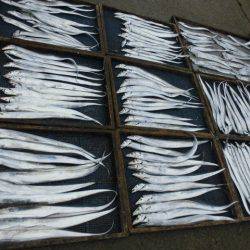 大進丸(愛知) 釣果