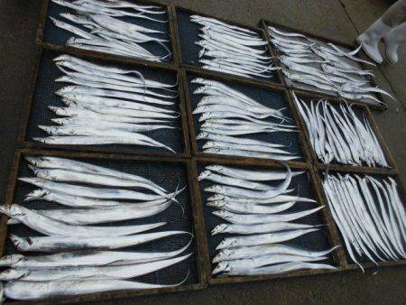 大進丸(愛知) 釣果