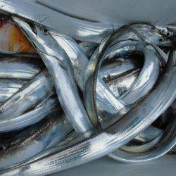 大進丸(愛知) 釣果