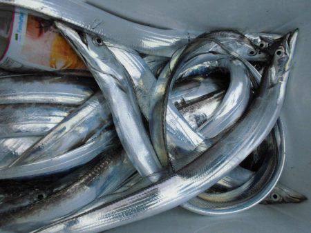 大進丸(愛知) 釣果