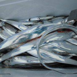 大進丸(愛知) 釣果