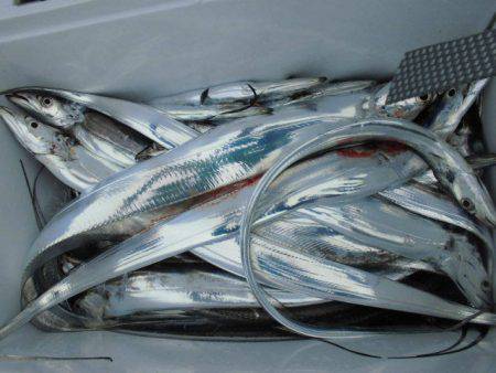 大進丸(愛知) 釣果