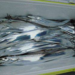 大進丸(愛知) 釣果