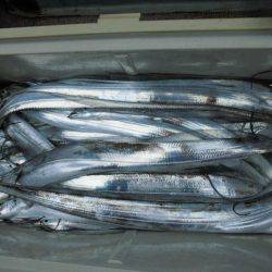 大進丸(愛知) 釣果