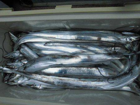 大進丸(愛知) 釣果