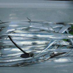 大進丸(愛知) 釣果