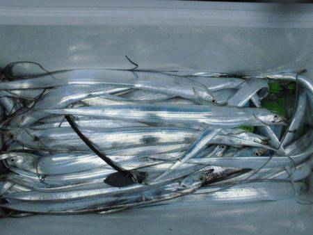 大進丸(愛知) 釣果