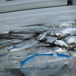 大進丸(愛知) 釣果