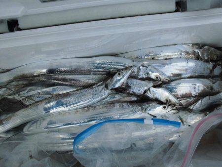 大進丸(愛知) 釣果