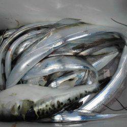 大進丸(愛知) 釣果