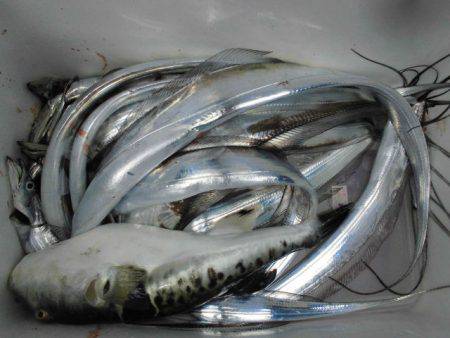 大進丸(愛知) 釣果