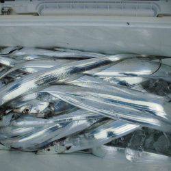 大進丸(愛知) 釣果