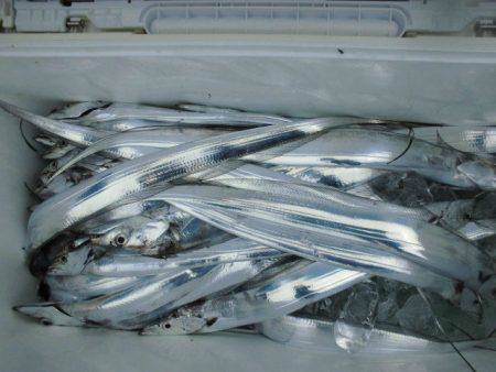 大進丸(愛知) 釣果