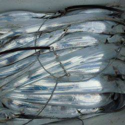 大進丸(愛知) 釣果