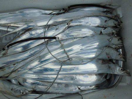 大進丸(愛知) 釣果