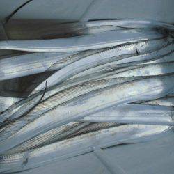 大進丸(愛知) 釣果