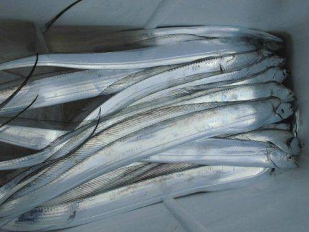 大進丸(愛知) 釣果