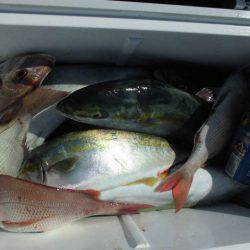 大進丸（愛知） 釣果