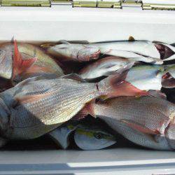 大進丸（愛知） 釣果