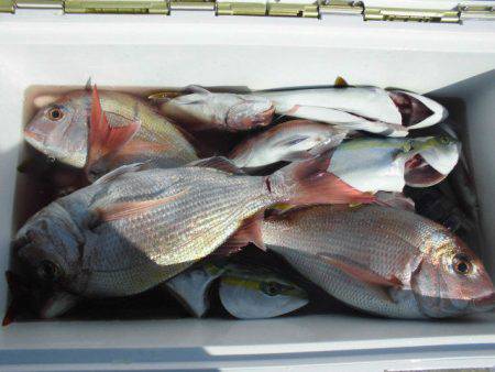 大進丸（愛知） 釣果