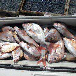 大進丸（愛知） 釣果