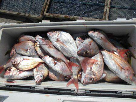 大進丸（愛知） 釣果