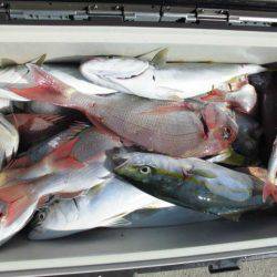 大進丸（愛知） 釣果