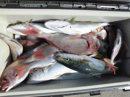 大進丸（愛知） 釣果