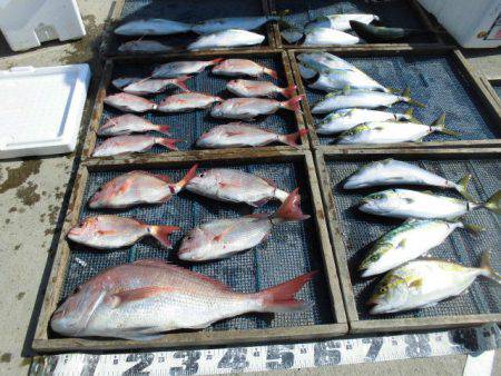 大進丸（愛知） 釣果