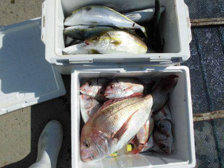 大進丸（愛知） 釣果