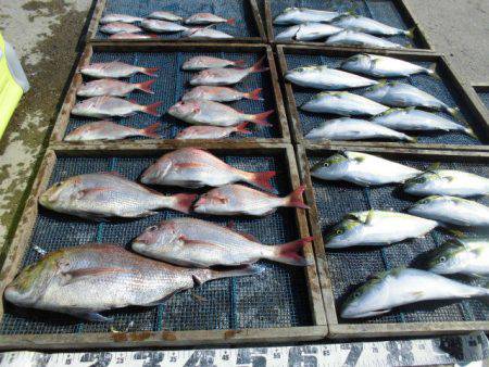 大進丸（愛知） 釣果