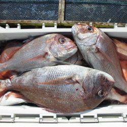 大進丸（愛知） 釣果