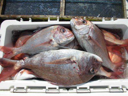 大進丸（愛知） 釣果