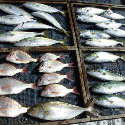 大進丸（愛知） 釣果