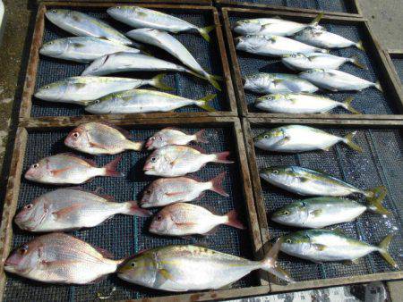 大進丸（愛知） 釣果