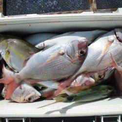 大進丸（愛知） 釣果