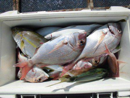大進丸（愛知） 釣果
