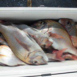 大進丸（愛知） 釣果