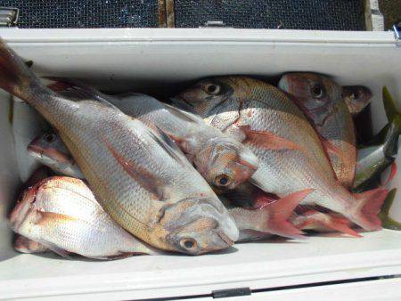 大進丸（愛知） 釣果