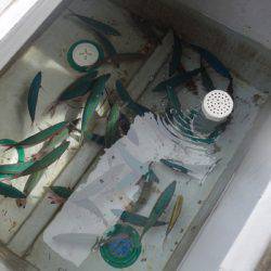 群星・むるぶし 釣果